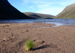 A grassy campsite