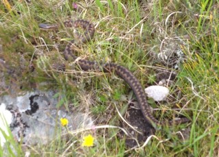 Adder 2