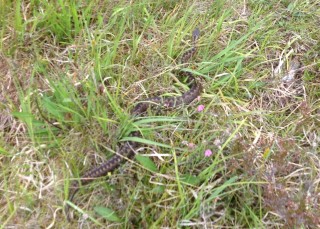 Adder 1